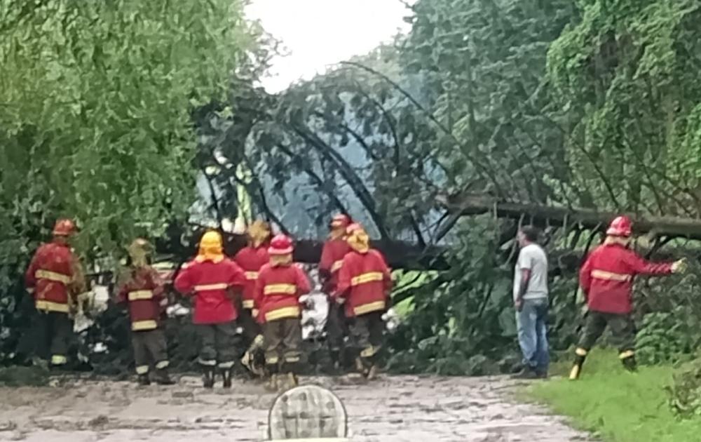 Temporal: un árbol cayó sobre la calle en un barrio