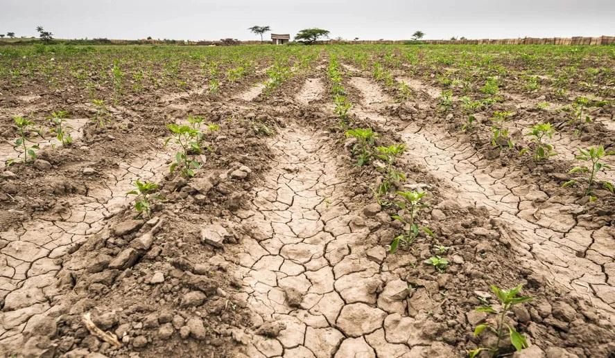 Bragado bajo emergencia agropecuaria por la sequía extrema