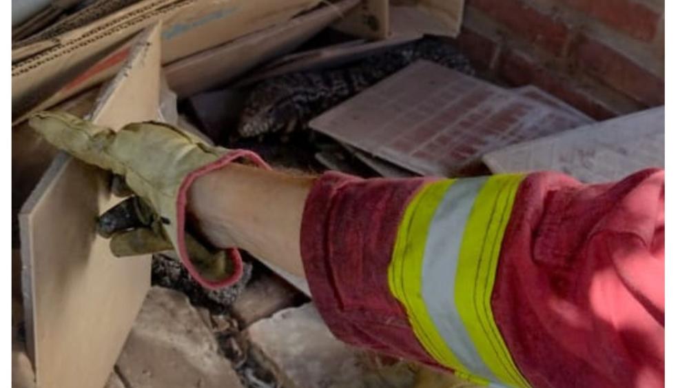 Tremendo susto: una familia encontró un lagarto overo en su casa y tuvo que ser rescatado por bomberos