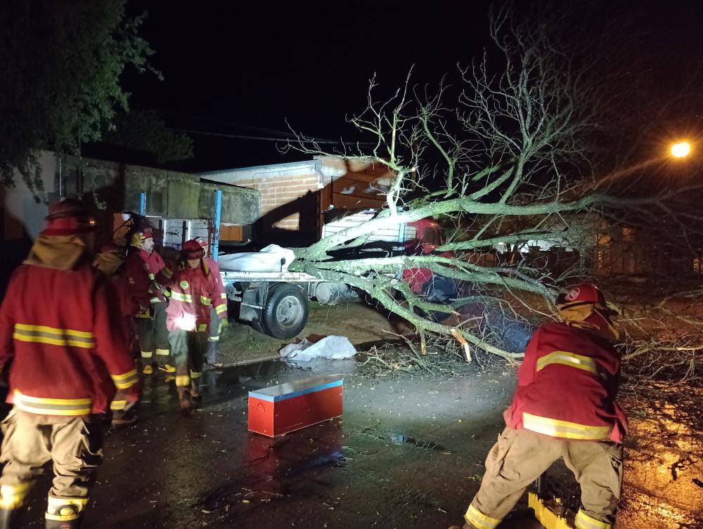 Varios árboles caídos como consecuencia de la tormenta