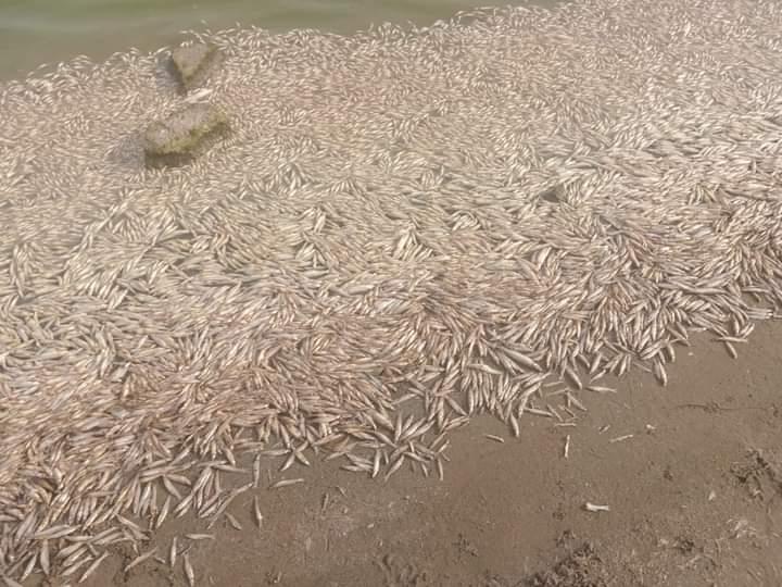 Se presume que por la ola de calor, aparecieron gran cantidad de peces muertos en la laguna
